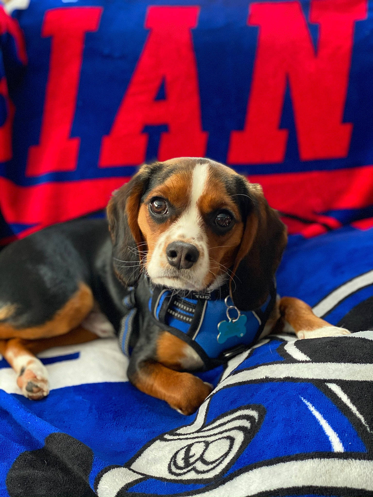 Benjamin is registered to the contest to win money with this photo: beagle_harrier, beaglier, blue, canidae, car_seat_cover, carnivore, collar, companion_dog, dog, dog_breed, dog_supply, hound, hunting_dog, logo, pet_supply, puppy, scent_hound, snout, sporting_group, working_animal