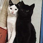 Kooki participe au concours pour gagner de l'argent avec cette photo : cats, two_cats, black_cat, white_cat, bicolor_cat, pets, animals, felines, sitting, portrait, close_up, looking_at_camera, whiskers, ears, eyes, indoors, wall, door, red_container, cute