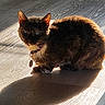 cat, pet, sunlight, shadow, wooden_floor, fur, indoor, animal, collar, tag, cute, domestic_cat, mammal, whiskers, ears, sitting, flooring, light, shadow_play, portrait