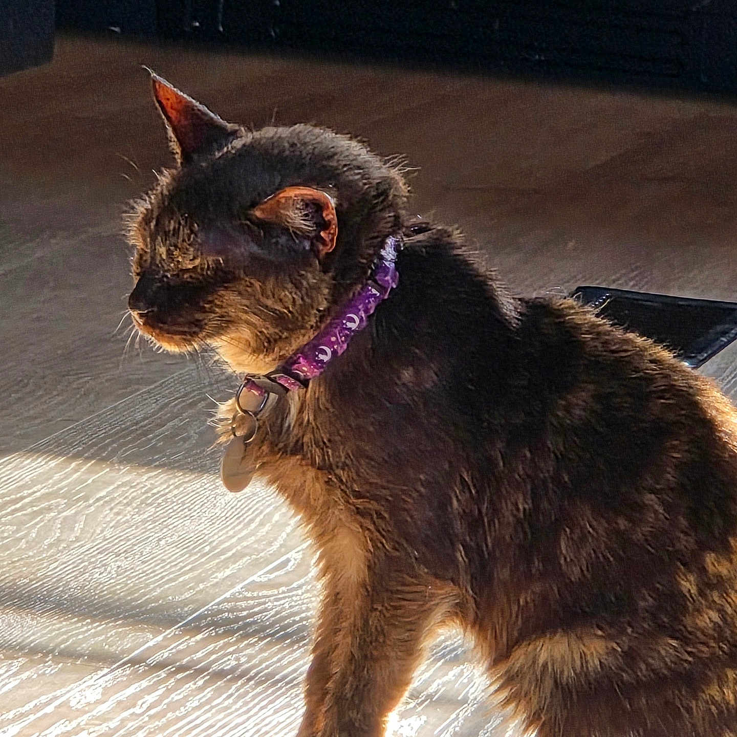 Nala joined the competition — help win amazing prizes! cat, feline, pet, indoor, sunlight, wooden_floor, purple_collar, fur, whiskers, paw, sitting, side_view, domestic_animal, animal, cute, relaxed, shadow, sunbeam, closeup, quiet