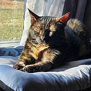 Nala joined the competition — help win amazing prizes! cat, sunlight, window, curtain, cushion, sleeping, pet, feline, indoor, relaxation, shadow, cozy, fur, animal, resting, soft, home, peaceful, comfort, daylight