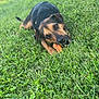 dog, grass, toy, outdoor, pet, animal, playful, brown, black, chewing, nature, greenery, canine, happy, closeup, summer, daylight, muzzle, ears, laying