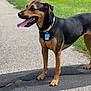 dog, canine, pet, outdoor, grass, sidewalk, collar, tag, tongue, black_and_tan, happy, alert, walking_path, sunlight, summer, nature, mammal, animal, standing, ears