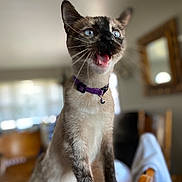 Nubs is registered to the contest to win money with this photo: cat, siamese_cat, blue_eyes, purple_collar, wooden_chair, indoor, furniture, mirror, blurry_background, pet, animal, whiskers, fur, mouth_open, expressive, standing, domestic, house, cute, alert