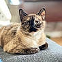 Nubs joined the competition — help win amazing prizes! cat, siamese, pet, animal, feline, blue_eyes, fur, whiskers, indoor, relaxed, lying_down, portrait, close_up, domestic_cat, soft_light, gray_surface, focused, cute, calm, house
