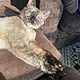 Nubs joined the competition — help win amazing prizes! cat, siamese_cat, pet, animal, feline, relaxed, stretching, blue_eyes, couch, brown_couch, indoor, sunlight, cozy, fur, whiskers, paws, home, carpet, pattern, resting