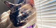 Nubs joined the competition — help win amazing prizes! cat, siamese_cat, pet, collar, bell, indoor, window_blinds, sunlight, shadow, fur, whiskers, relaxed, closeup, animal, mammal, resting, soft_surface, domestic_cat, cute, portrait