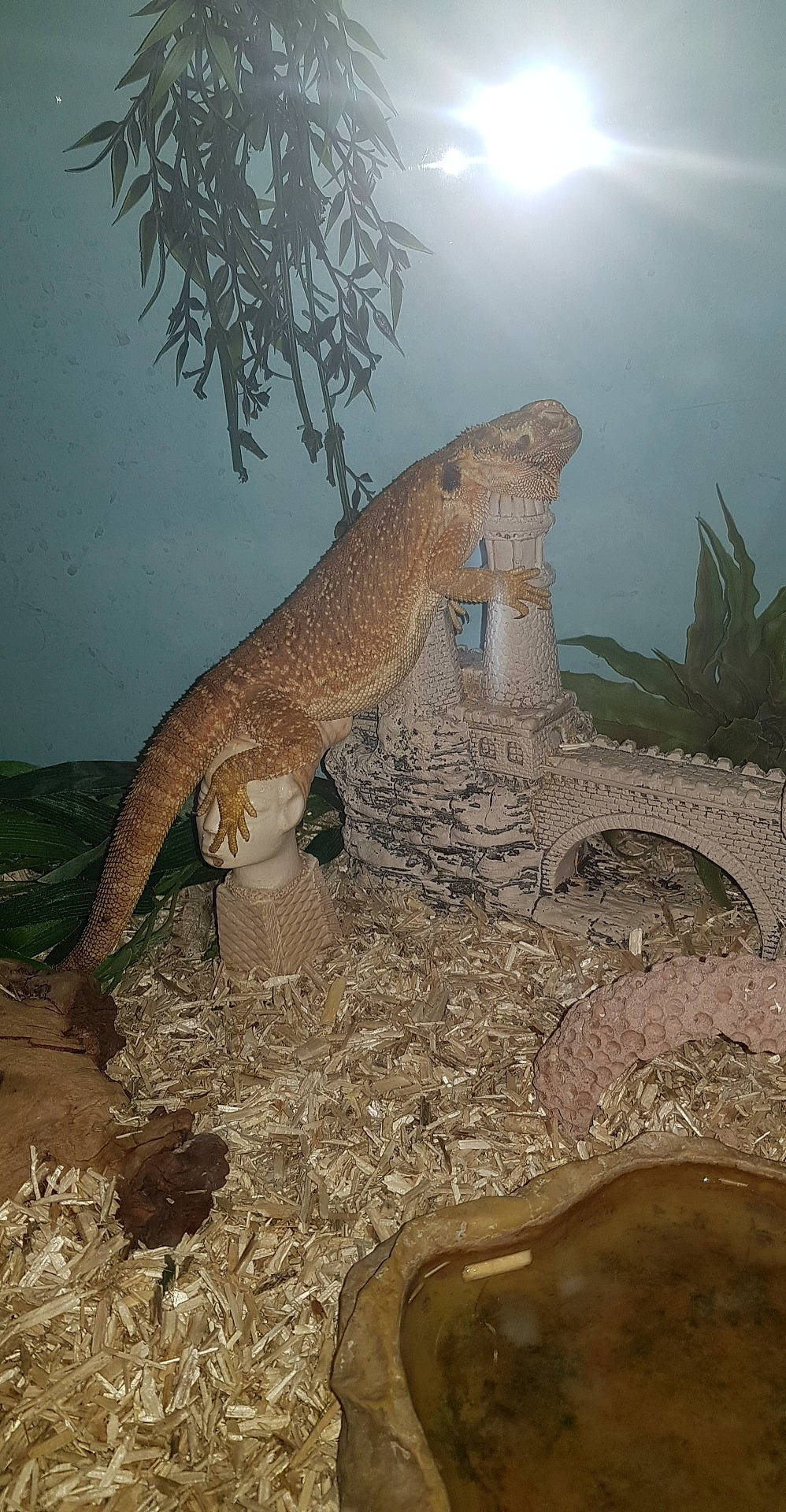 Rango participe au concours pour gagner de l'argent avec cette photo : adaptation, iguana, iguanidae, komodo_dragon, lizard, monitor_lizard, organism, reptile, scaled_reptile, tail, terrestrial_animal, varanidae