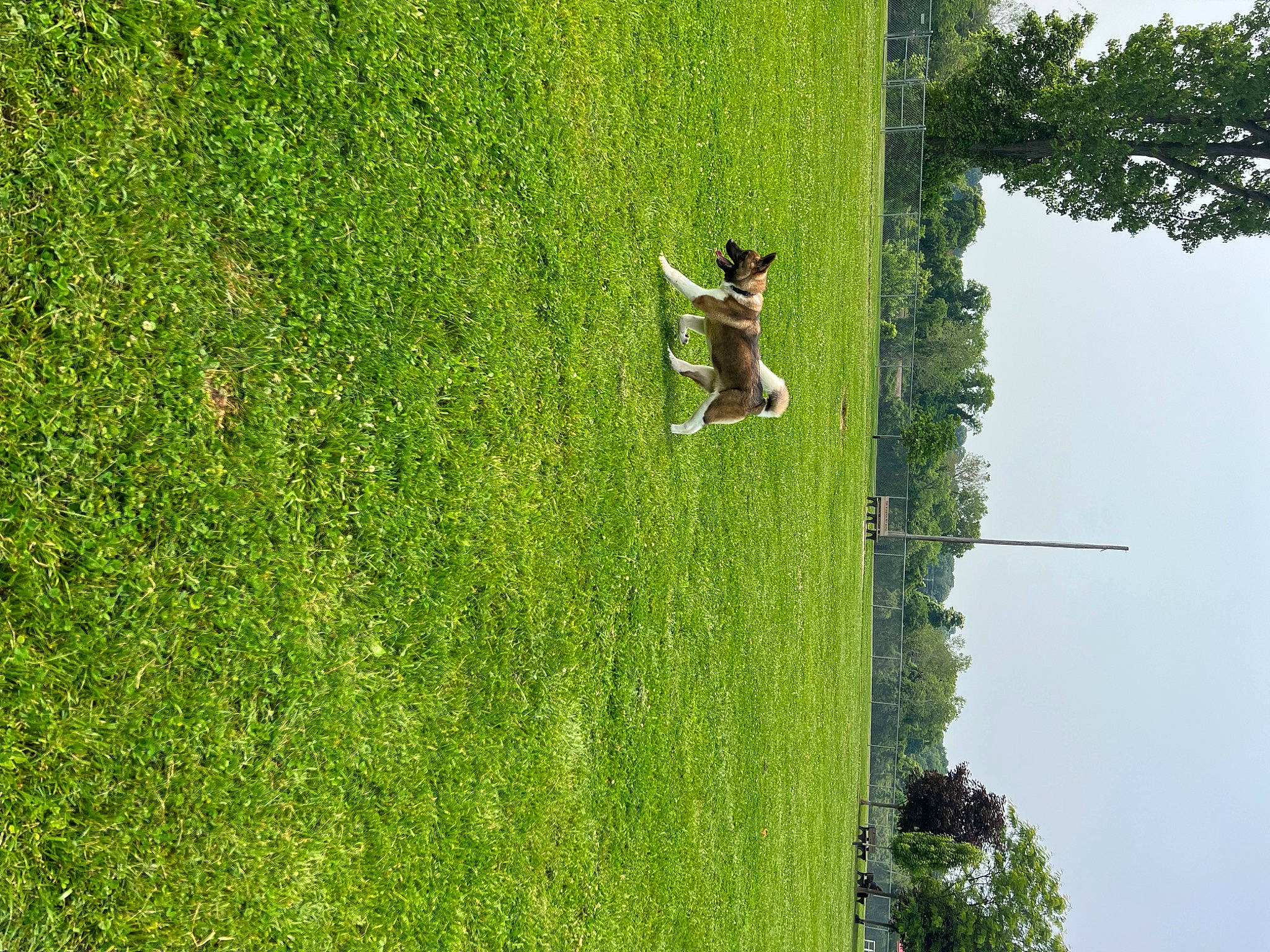 Keizer joined the competition — help win amazing prizes! biome, dog, grass, grass_family, grassland, green, groundcover, land_lot, landscape, lawn, leisure, meadow, natural_environment, people_in_nature, plant, shrub, sky, slope, tree, vegetation