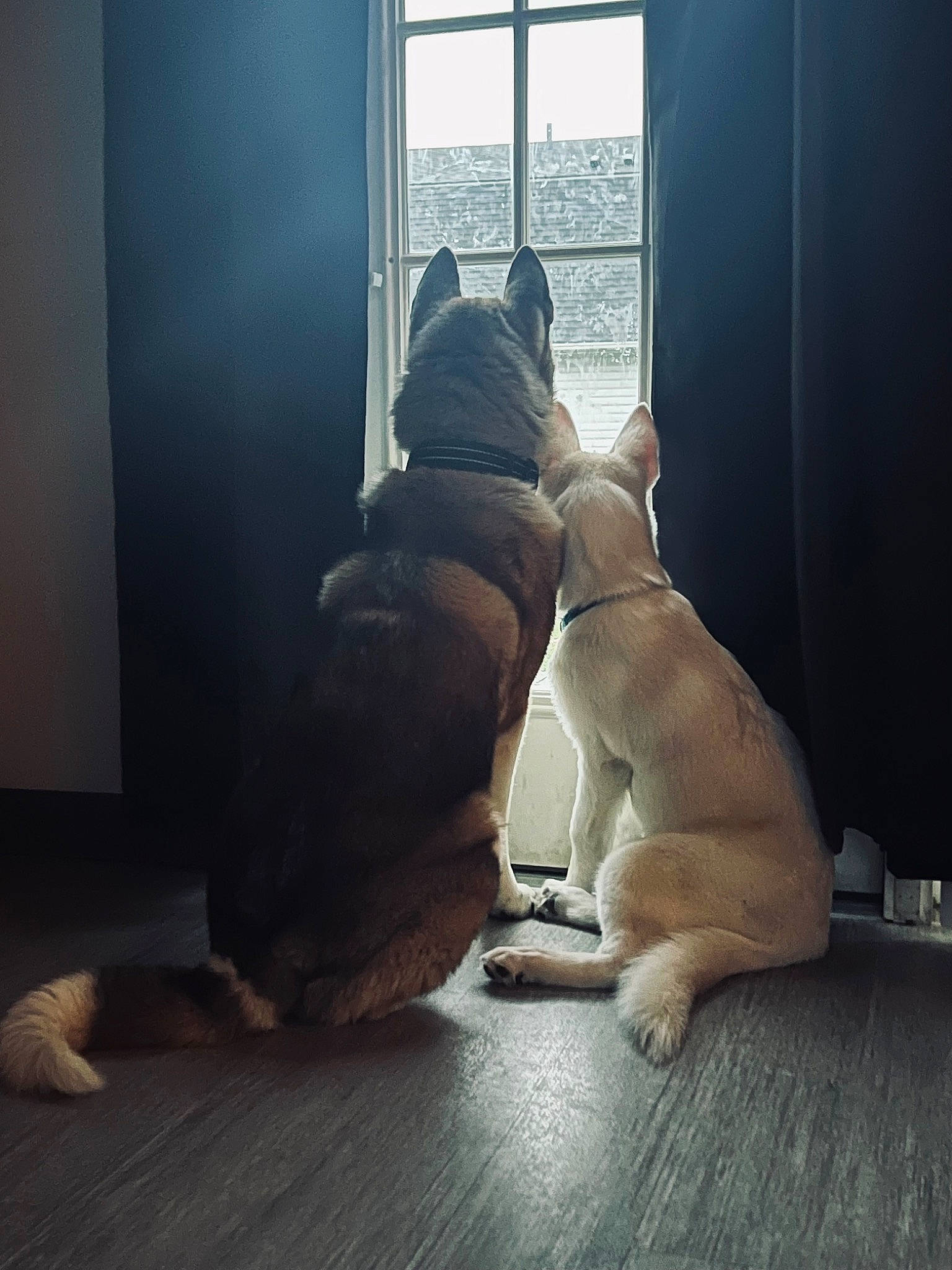 Keizer joined the competition — help win amazing prizes! carnivore, comfort, companion_dog, curtain, dog, dog_breed, fawn, floor, flooring, hardwood, human_leg, knee, laminate_flooring, sporting_group, tail, tints_and_shades, toy_dog, window, wood, working_animal