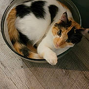 Potato joined the competition — help win amazing prizes! animal, calico, cat, cozy, curious, curled_up, cute, domestic_animal, eyes, feline, fur, glass_bowl, indoor, paw, pet, relaxed, resting, small, whiskers, wooden_floor