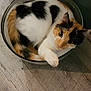 animal, calico, cat, cozy, curious, curled_up, cute, domestic_animal, eyes, feline, fur, glass_bowl, indoor, paw, pet, relaxed, resting, small, whiskers, wooden_floor