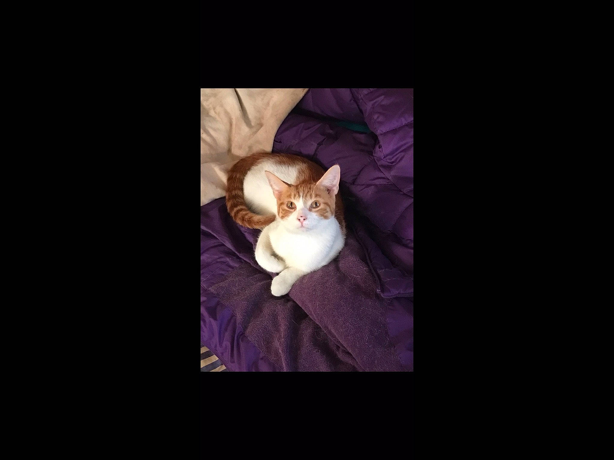 Barney Bear is registered to the contest to win money with this photo: cat, darkness, ear, felidae, hand, kitten, night, photo_caption, photography, purple, small_to_medium_sized_cats, square, t_shirt, tail, whiskers
