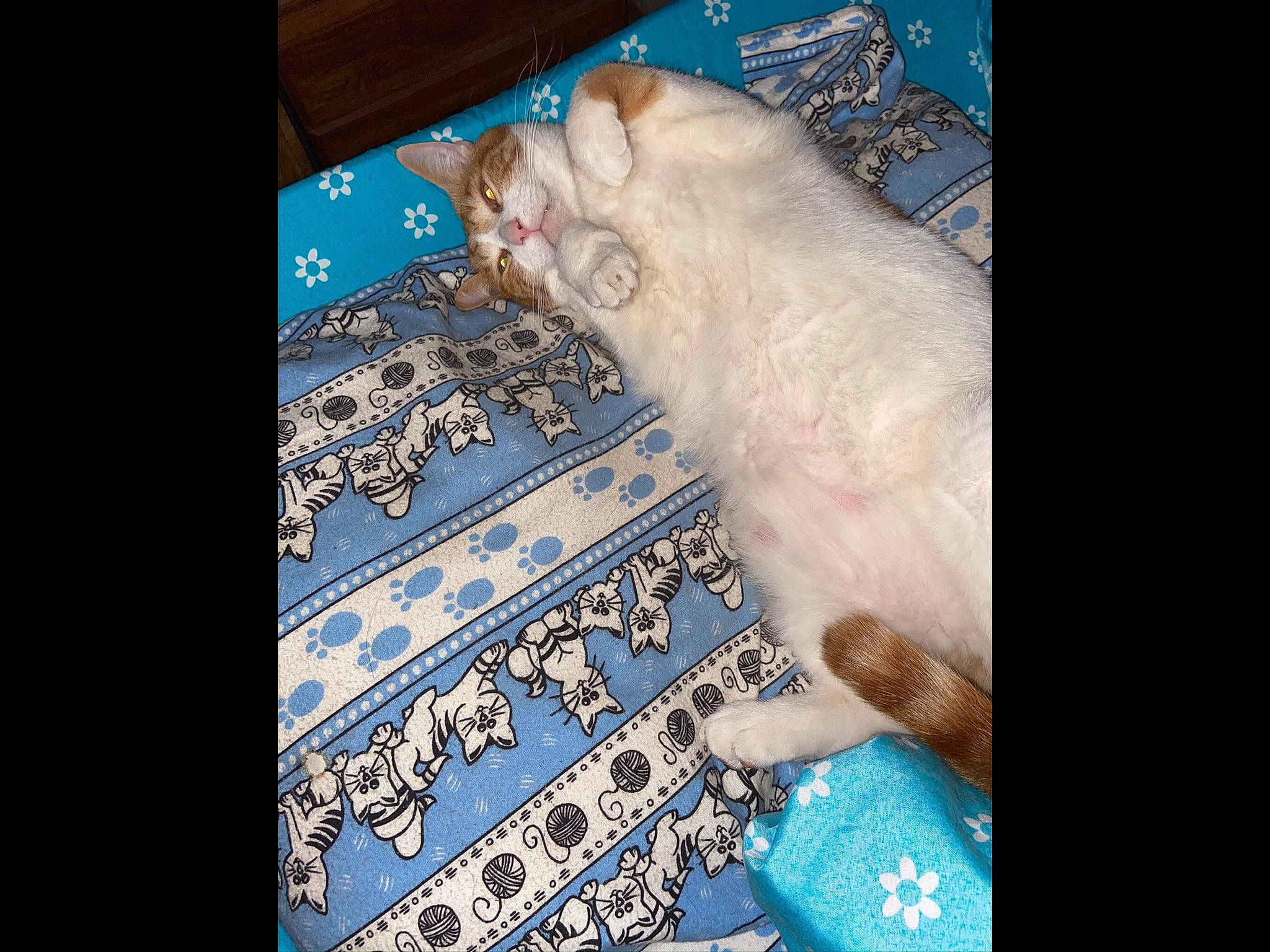 Barney Bear is registered to the contest to win money with this photo: asian, canidae, carnivore, cat, fawn, felidae, kitten, persian, ragdoll, small_to_medium_sized_cats, turkish_angora, turkish_van, whiskers