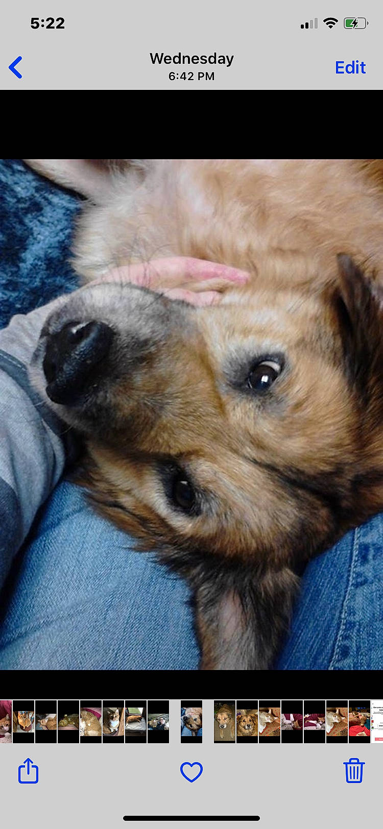 Harley is registered to the contest to win money with this photo: border_terrier, canidae, carnivore, companion_dog, dog, dog_breed, ear, nose, puppy, puppy_love, snout, whiskers