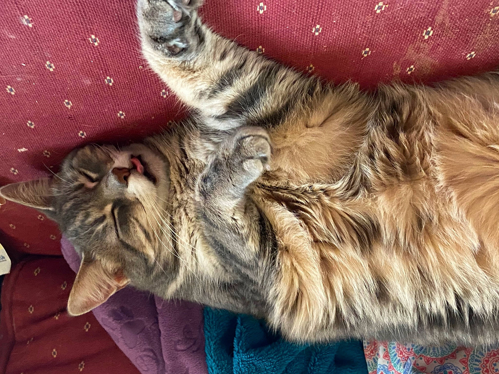 Minion is registered to the contest to win money with this photo: american_shorthair, asian, carnivore, cat, claw, domestic_long_haired_cat, domestic_short_haired_cat, dragon_li, european_shorthair, felidae, fur, kitten, maine_coon, mammal, norwegian_forest_cat, pixie_bob, siberian, small_to_medium_sized_cats, tabby_cat, whiskers