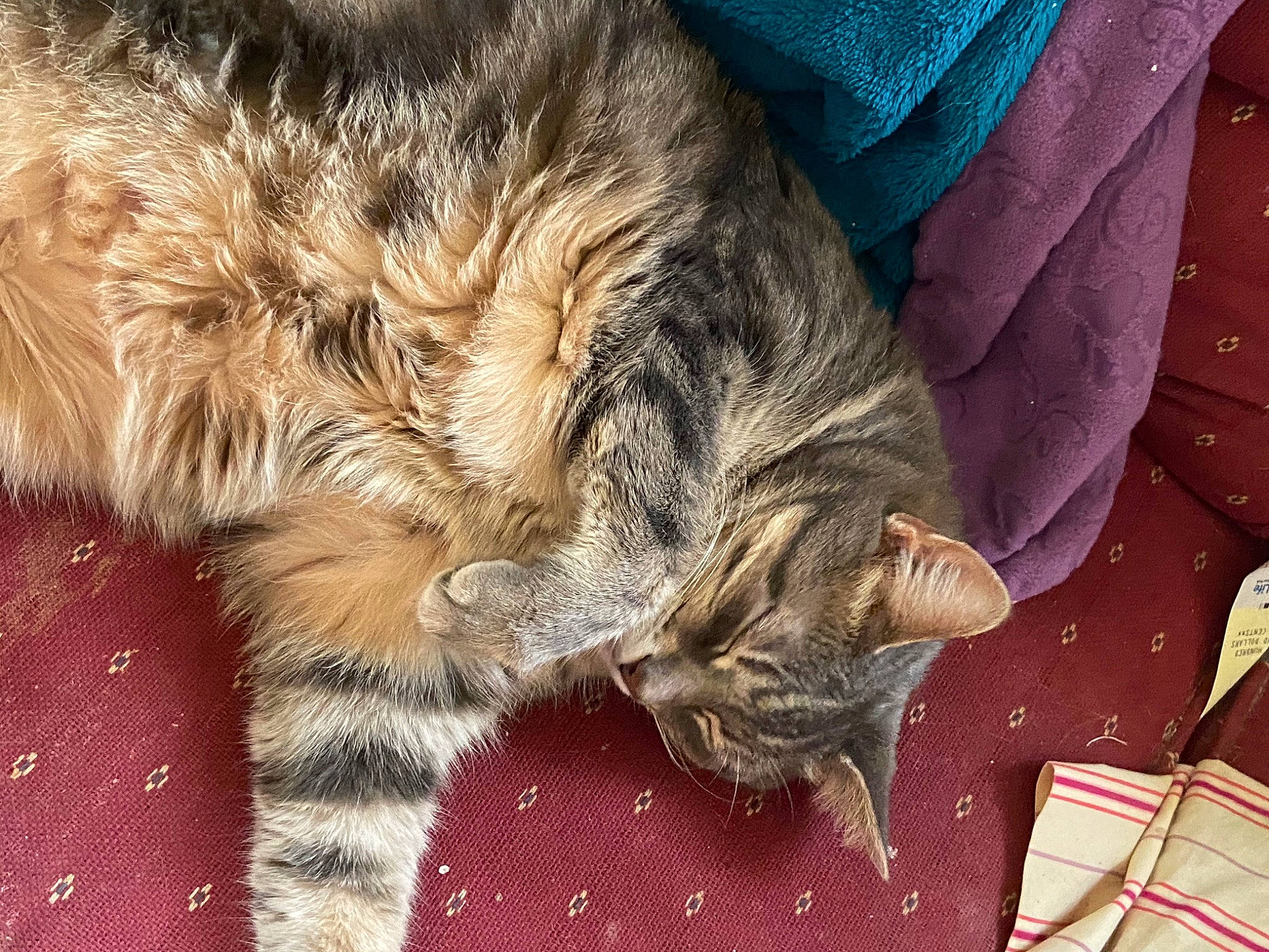 Minion joined the competition — help win amazing prizes! carnivore, cat, claw, domestic_long_haired_cat, domestic_short_haired_cat, dragon_li, european_shorthair, felidae, fur, mammal, nap, nebelung, paw, pixie_bob, skin, sleep, small_to_medium_sized_cats, snout, tabby_cat, whiskers