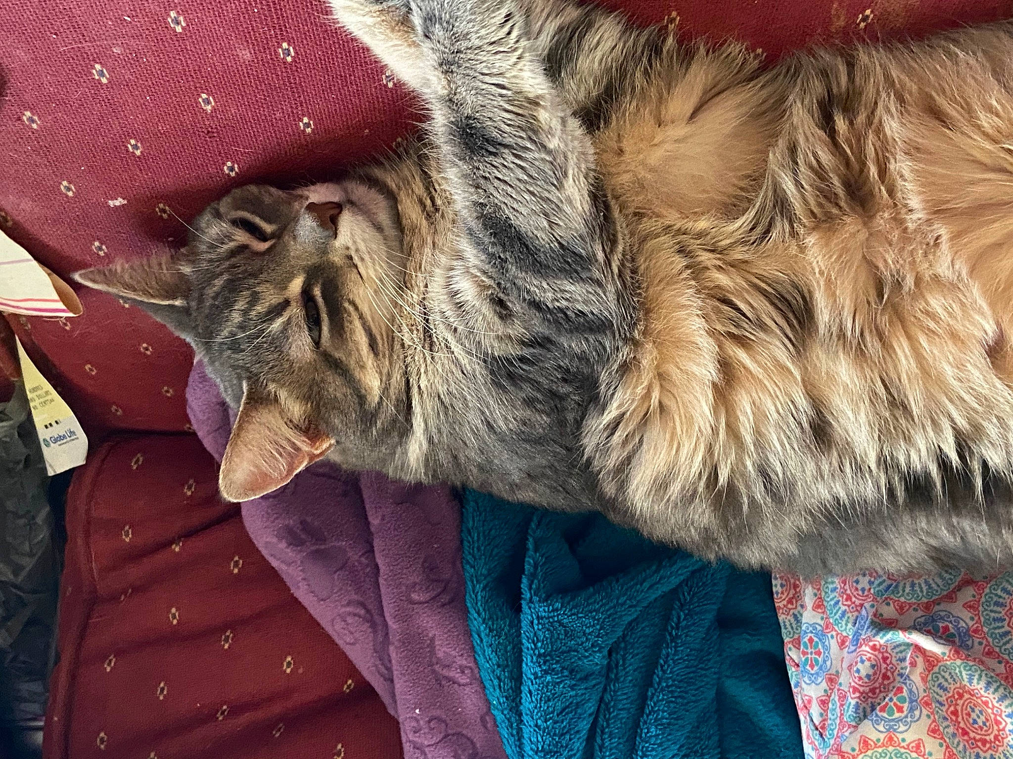 Minion joined the competition — help win amazing prizes! carnivore, cat, claw, domestic_short_haired_cat, dragon_li, european_shorthair, felidae, fur, maine_coon, nap, norwegian_forest_cat, pixie_bob, small_to_medium_sized_cats, snout, tabby_cat, whiskers