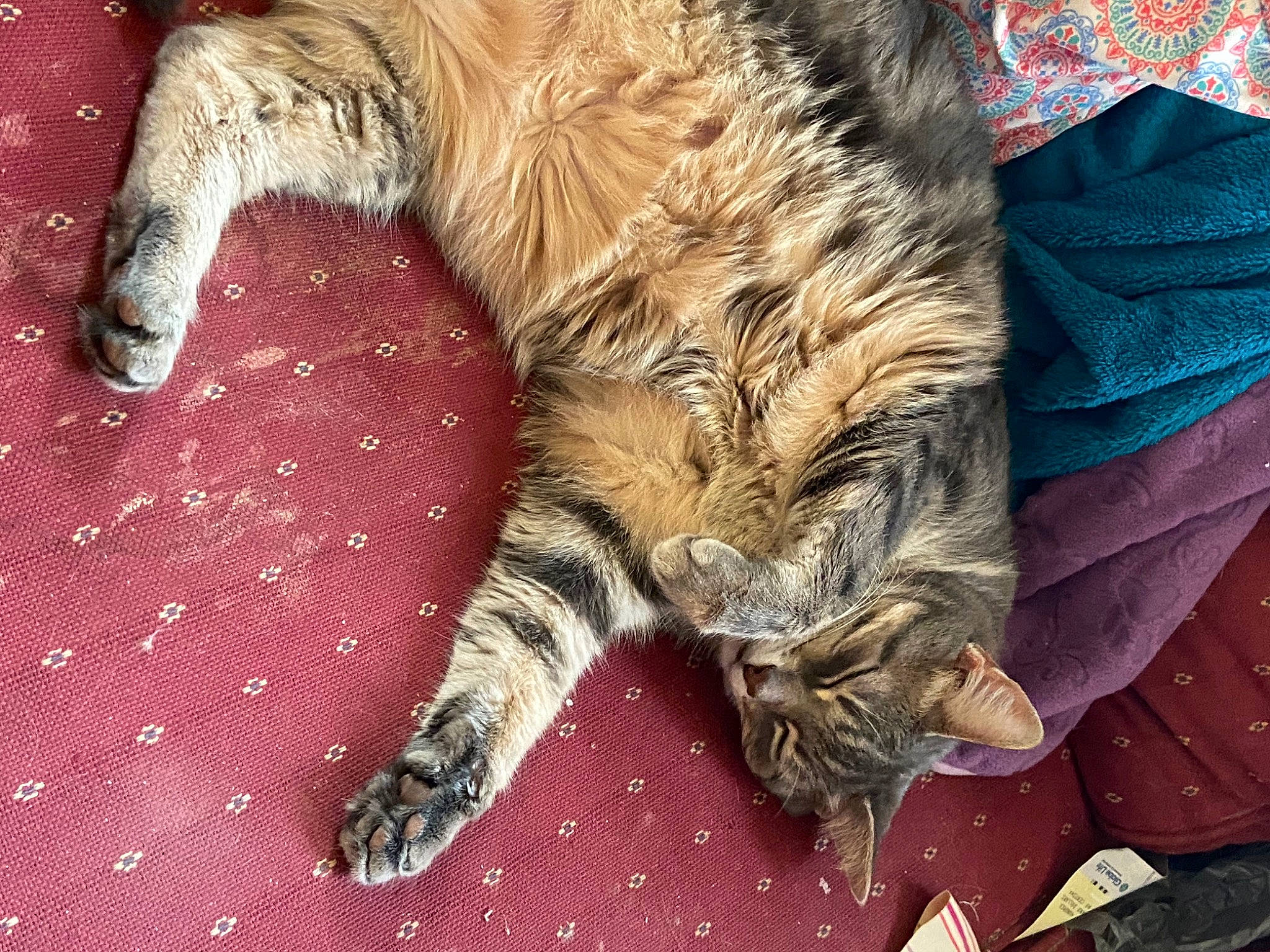 Minion is registered to the contest to win money with this photo: carnivore, cat, claw, domestic_long_haired_cat, domestic_short_haired_cat, dragon_li, european_shorthair, felidae, fur, kitten, kurilian_bobtail, norwegian_forest_cat, paw, pixie_bob, polydactyl_cat, siberian, small_to_medium_sized_cats, tabby_cat, tail, whiskers