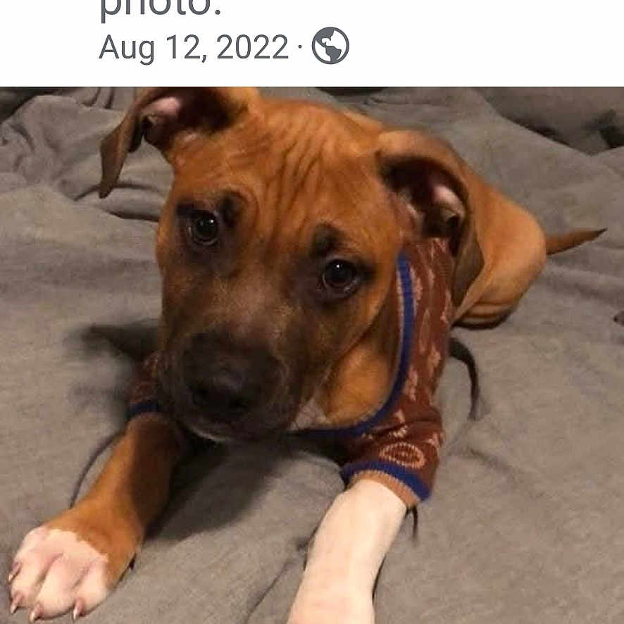 Louie is registered to the contest to win money with this photo: animal, blanket, brown_dog, canine, cozy, cute, dog, domestic_animal, ears, fur, indoor, looking_up, lying_down, paws, pet, portrait, puppy, resting, sweater, young_dog