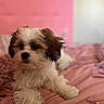puppy, dog, bed, pink, fur, cute, pet, indoor, portrait, animal, fluffy, resting, soft, headboard, young, small, cozy, domestic, sleepy, companion