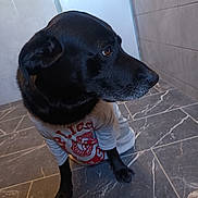Obelix participe au concours pour gagner de l'argent avec cette photo : dog, black_dog, shirt, pet_clothing, indoor, floor, tile_floor, looking_away, side_view, animal, canine, domestic_dog, ears, fur, paws, snout, pet, companion, quiet, calm