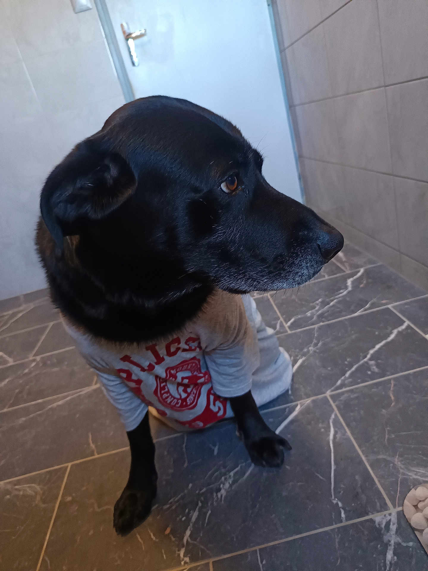 Obelix participe au concours pour gagner de l'argent avec cette photo : dog, black_dog, shirt, pet_clothing, indoor, floor, tile_floor, looking_away, side_view, animal, canine, domestic_dog, ears, fur, paws, snout, pet, companion, quiet, calm