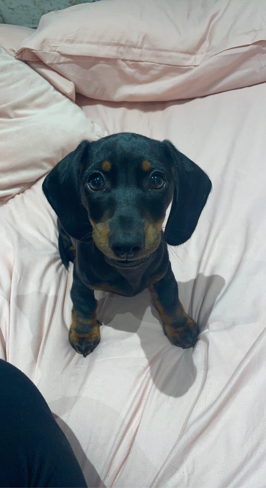 George is registered to the contest to win money with this photo: canidae, carnivore, comfort, companion_dog, dog, dog_breed, dog_supply, electric_blue, eye, grey, head, hunting_dog, liver, pet_supply, sleeve, sporting_group, terrestrial_animal, toy_dog, whiskers, working_animal