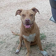 Loco is registered to the contest to win money with this photo: dog, pitbull, pet, sitting, brown_coat, white_chest, paws, tongue_out, happy, outdoor, dirt, gravel, grass, vehicle_part, seat, ears, nose, eyes, smile, portrait