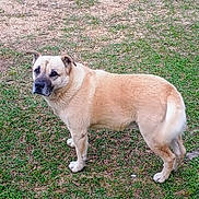 Buck is registered to the contest to win money with this photo: dog, tan_dog, outdoor, grass, dirt, pet, canine, animal, fur, standing, looking, nature, muzzle, ears, tail, paws, side_view, portrait, calm, daylight