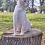 Flocon a rejoint le concours — aidez-le/la à gagner de superbes lots ! animal, blue_eyes, cat, daylight, ears, feline, forest, grass, greenery, mammal, nature, outdoor, pet, serene, sitting, tree_stump, trunk, whiskers, wildlife, wood