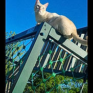 Flocon participe au concours pour gagner de l'argent avec cette photo : animal, blue_sky, cat, climbing_frame, curious, daylight, fence, green, nature, net, outdoor, perched, pet, playground, rope, sports_court, sunny, tail, trees, whiskers