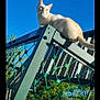 animal, blue_sky, cat, climbing_frame, curious, daylight, fence, green, nature, net, outdoor, perched, pet, playground, rope, sports_court, sunny, tail, trees, whiskers