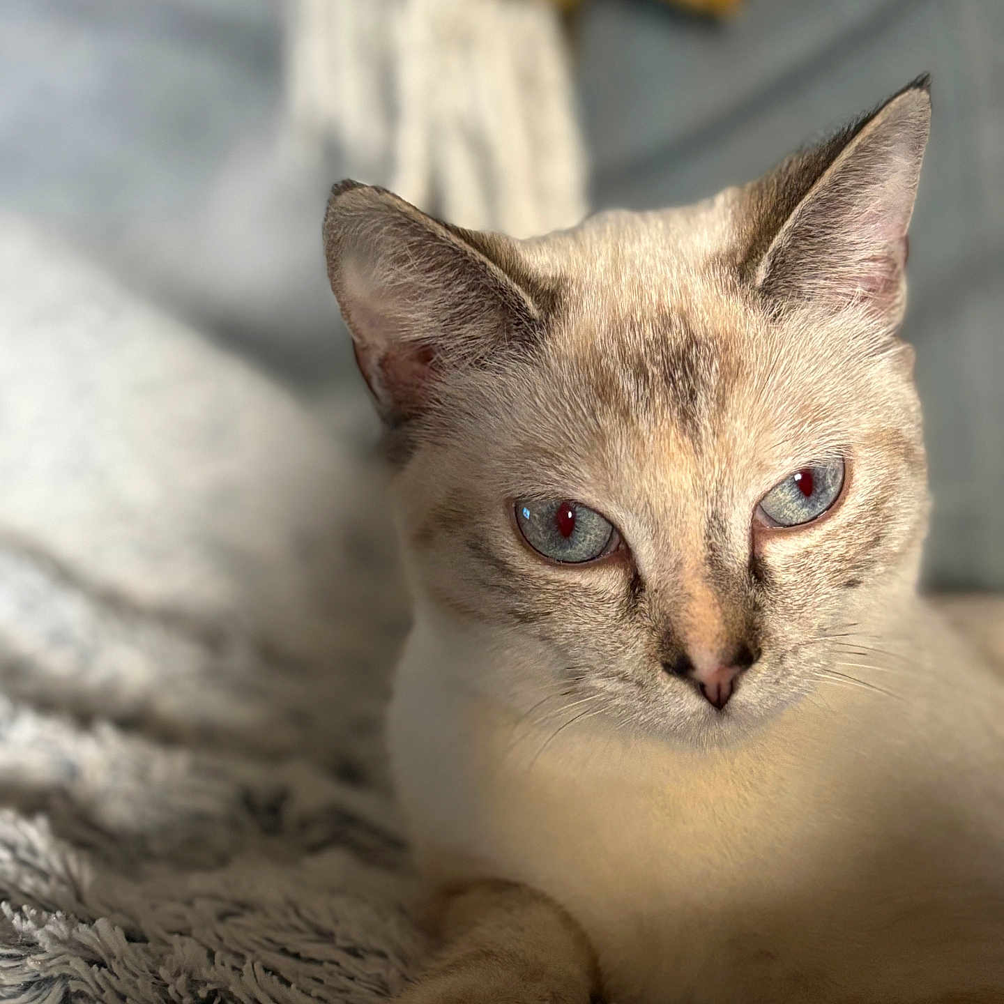 Aïko participe au concours pour gagner de l'argent avec cette photo : animal, blanket, blue_eyes, cat, close_up, cozy, cute, domestic_cat, ears, feline, fur, indoor, paw, pet, portrait, relaxed, resting, soft_light, texture, whiskers