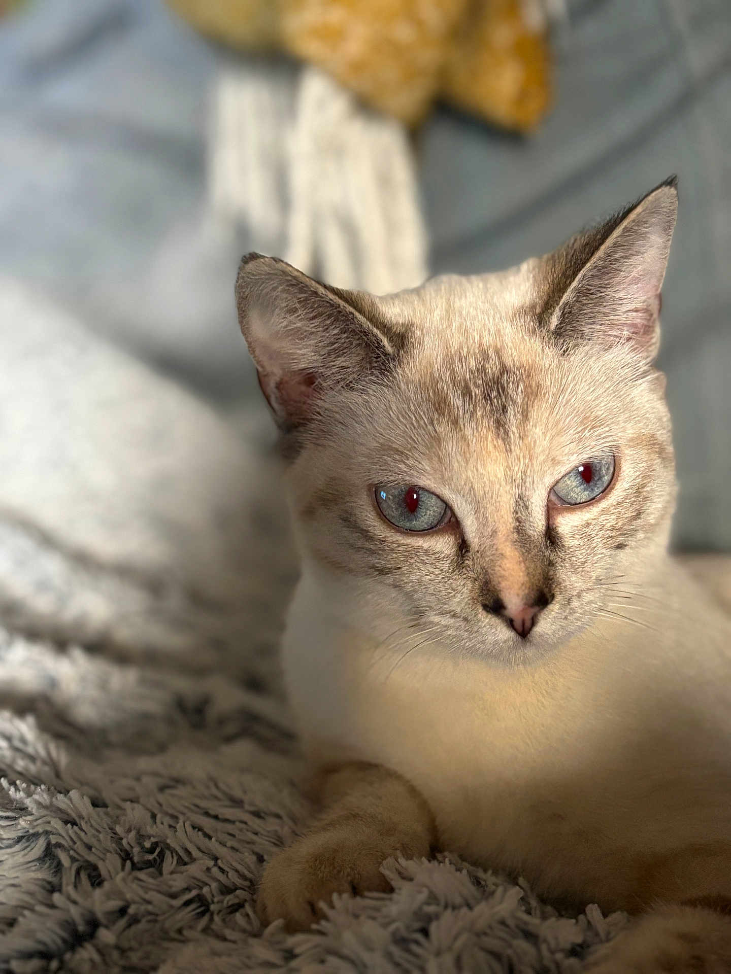 Aïko participe au concours pour gagner de l'argent avec cette photo : cat, close_up, blue_eyes, fur, pet, animal, indoor, resting, blanket, texture, portrait, whiskers, ears, paw, relaxed, soft_light, domestic_cat, feline, cute, cozy