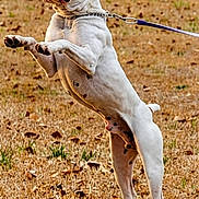 Diesel is registered to the contest to win money with this photo: dog, white_dog, leash, outdoor, grass, dry_grass, jumping, playful, pet, animal, canine, tongue_out, energetic, spot, ears_up, muscular, focused, field, nature, daytime