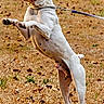 dog, white_dog, leash, outdoor, grass, dry_grass, jumping, playful, pet, animal, canine, tongue_out, energetic, spot, ears_up, muscular, focused, field, nature, daytime