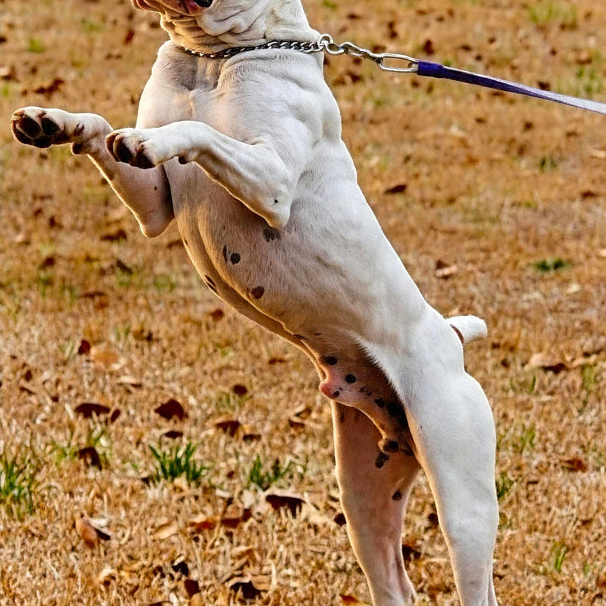 Diesel is registered to the contest to win money with this photo: dog, white_dog, leash, outdoor, grass, dry_grass, jumping, playful, pet, animal, canine, tongue_out, energetic, spot, ears_up, muscular, focused, field, nature, daytime