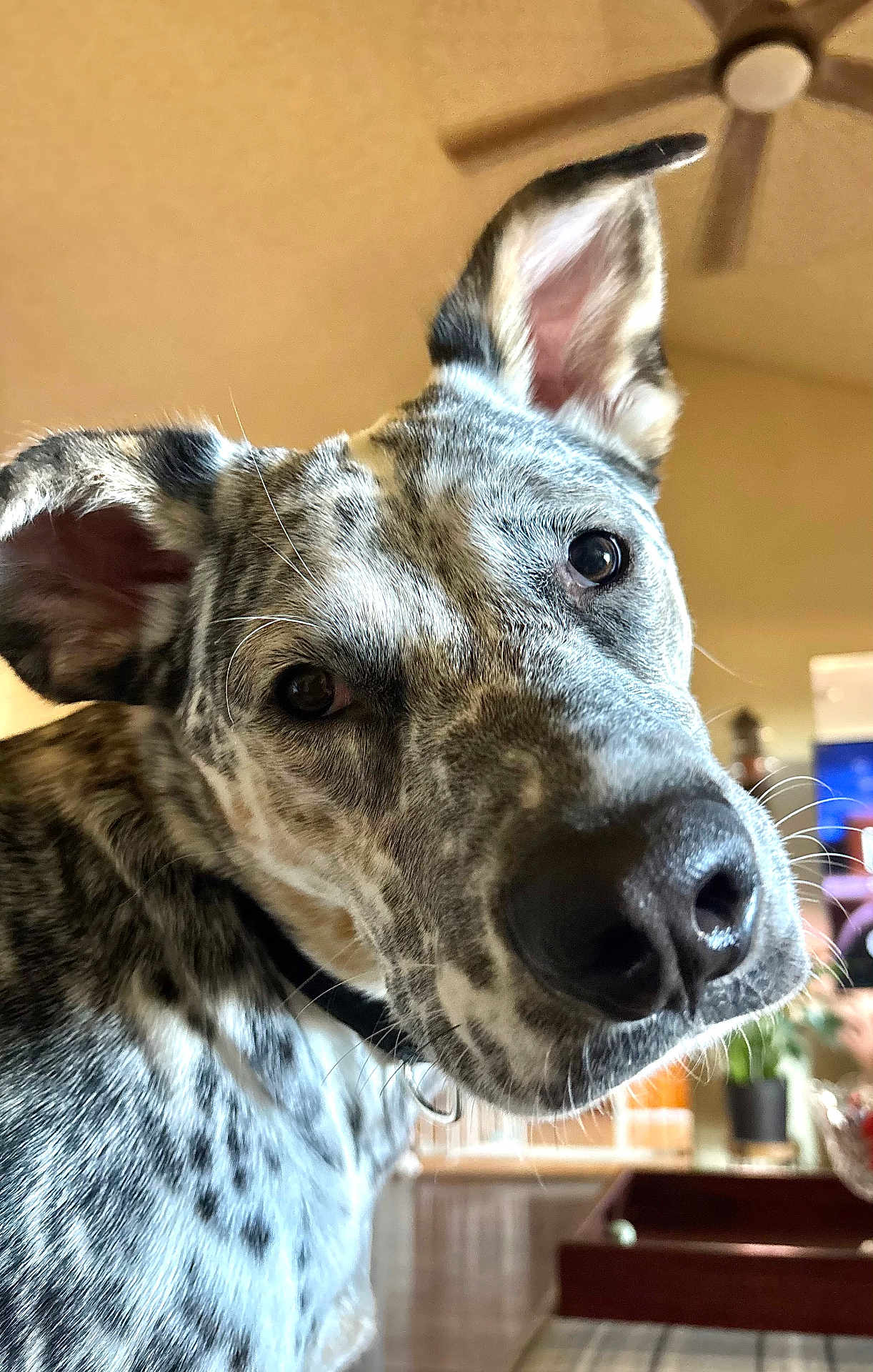 Chewy is registered to the contest to win money with this photo: dog, close_up, nose, whiskers, ear, brindle, spotted, domestic_animal, pet, indoor, ceiling_fan, living_room, curious, portrait, muzzle, eyes, collar, fur, home_interior, background_blur