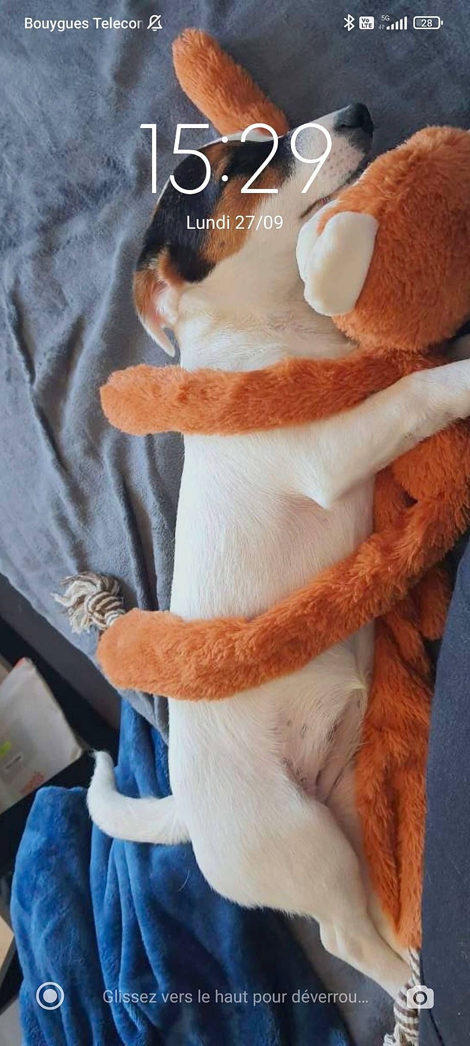 Smooky participe au concours pour gagner de l'argent avec cette photo : cat, comfort, companion_dog, elbow, eyelash, fawn, felidae, fur, human_leg, neck, orange, peach, plush, sleeve, small_to_medium_sized_cats, stuffed_toy, t_shirt, tail, textile, whiskers