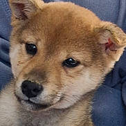 Aika participe au concours pour gagner de l'argent avec cette photo : puppy, dog, close_up, brown_fur, cute, pet, animal, face, ears, nose, eyes, portrait, young, domestic_animal, furry, snout, canine, indoor, resting, blue_background