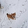 puppy, dog, snow, footprints, winter, outdoor, curious, small_dog, brown_fur, collar, pet, young_dog, animal, cold, nature, walking, adventure, playful, cute, fur