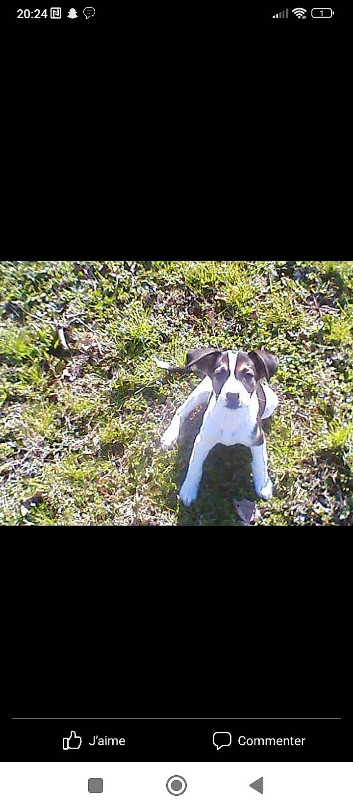 Fouine participe au concours pour gagner de l'argent avec cette photo : canidae, carnivore, companion_dog, darkness, dog, dog_breed, fawn, flash_photography, font, forest, grass, happy, human_body, people_in_nature, plant, snout, soil, sporting_group, walking, working_animal