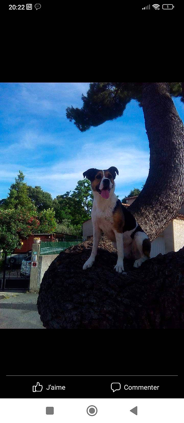 Fouine a rejoint le concours — aidez-le/la à gagner de superbes lots ! art, canidae, carnivore, cloud, collar, companion_dog, dog, dog_breed, dog_collar, fawn, grass, landscape, leisure, plant, puppy, sky, terrier, tree, working_animal, world