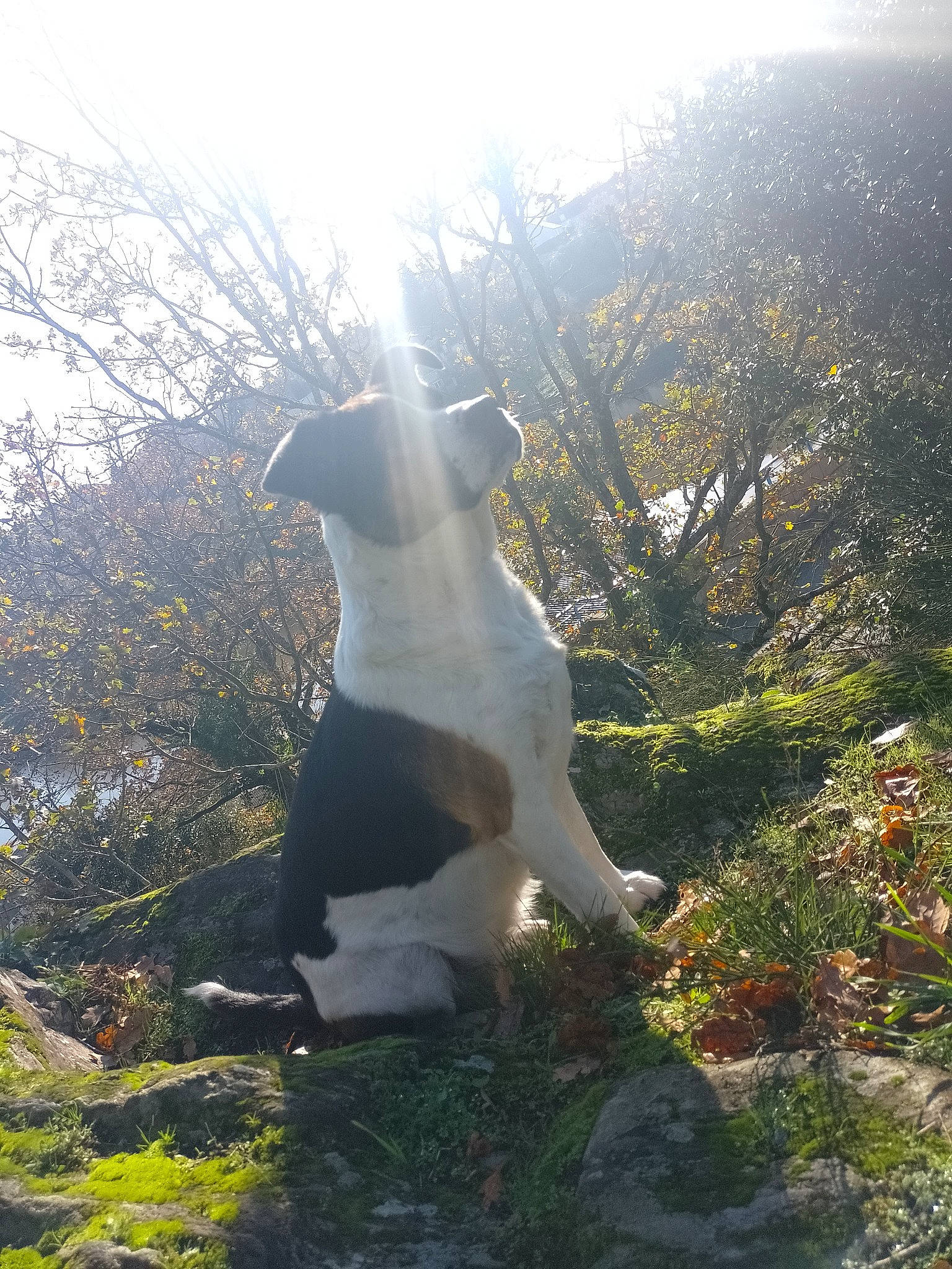 Fouine participe au concours pour gagner de l'argent avec cette photo : atmospheric_phenomenon, backlighting, carnivore, companion_dog, dog, dog_breed, fawn, forest, grass, happy, landscape, lens_flare, natural_landscape, people_in_nature, plant, seabird, sky, sunlight, tail, tree