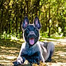 Brabus a rejoint le concours — aidez-le/la à gagner de superbes lots ! dog, puppy, german_shepherd, animal, outdoor, forest, path, sunlight, nature, happy, tongue_out, ears_up, canine, pet, cute, young, playful, smiling, lying_down, greenery