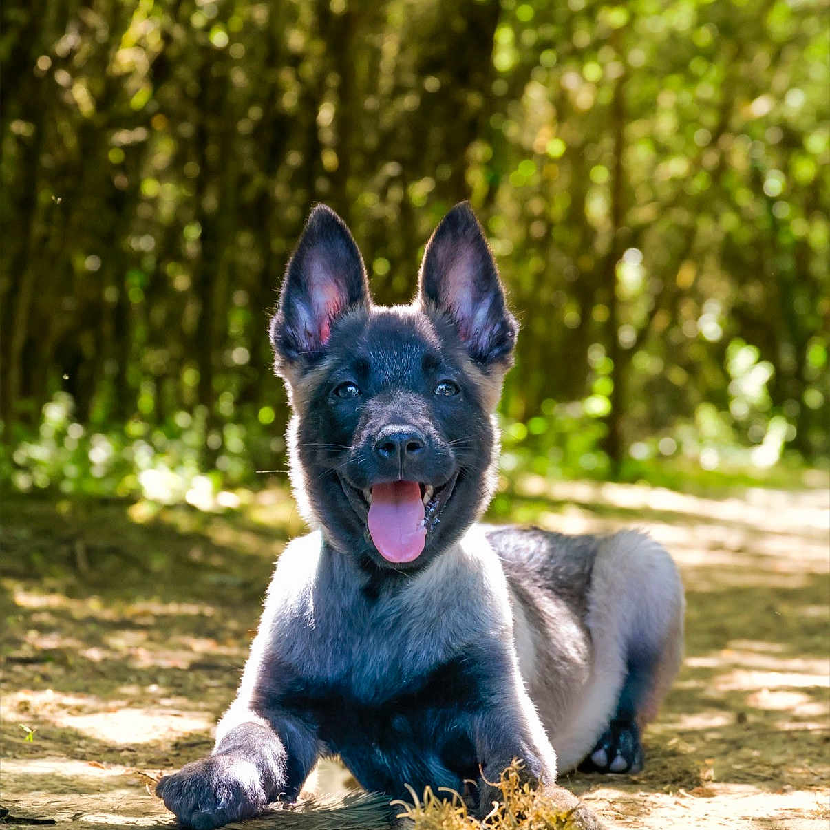 Brabus a rejoint le concours — aidez-le/la à gagner de superbes lots ! dog, puppy, german_shepherd, animal, outdoor, forest, path, sunlight, nature, happy, tongue_out, ears_up, canine, pet, cute, young, playful, smiling, lying_down, greenery