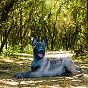 Brabus a rejoint le concours — aidez-le/la à gagner de superbes lots ! dog, animal, canine, forest, nature, path, outdoor, sunlight, trees, greenery, happy, tongue_out, lying_down, pet, summer, daylight, ears_up, shade, ground, peaceful