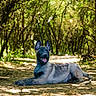 dog, animal, canine, forest, nature, path, outdoor, sunlight, trees, greenery, happy, tongue_out, lying_down, pet, summer, daylight, ears_up, shade, ground, peaceful