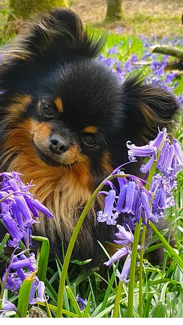 Roger a rejoint le concours — aidez-le/la à gagner de superbes lots ! canidae, carnivore, companion_dog, dog, dog_breed, electric_blue, fawn, flower, fur, german_spitz_klein, grass, liver, petal, plant, purple, snout, sporting_group, terrestrial_animal, toy_dog, working_dog